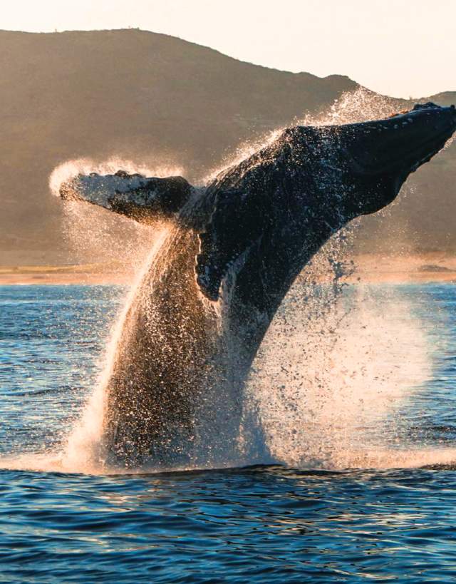 Whale in Los Cabos