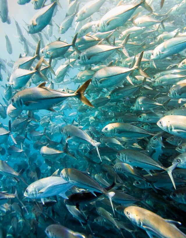 scuba cabo pulmo 2