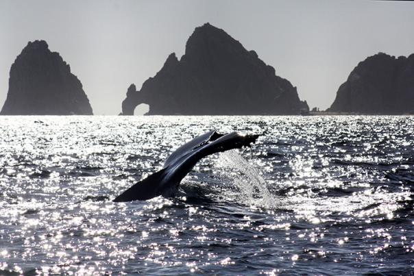 ballena en el arco de los cabos