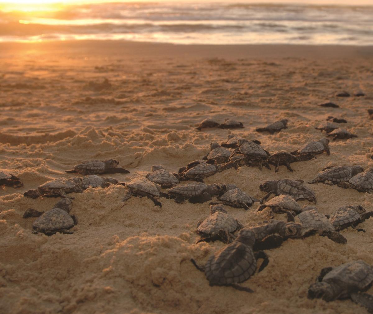 TurtleRelease_CVBR_21X28