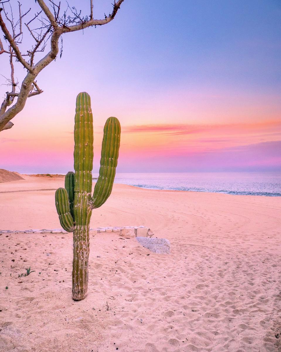 Cactus sunset