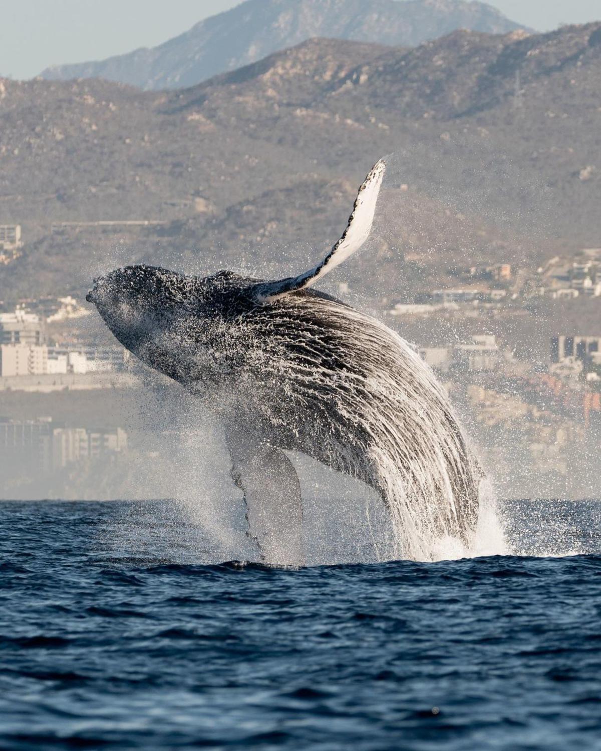 Whales 5