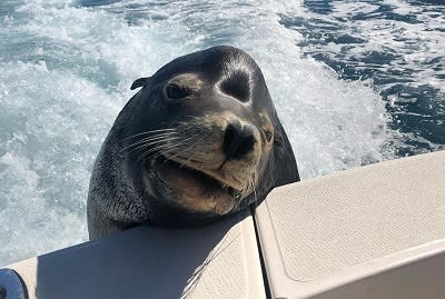 fotografía de pancho asomado en una embarcación