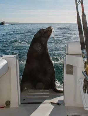 fotografía de pancho en los cabos