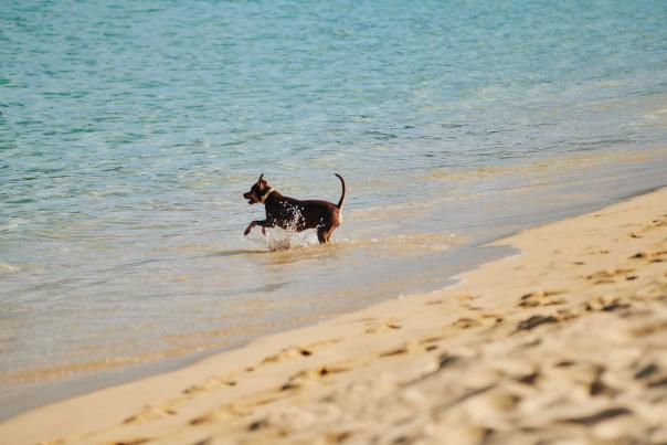 Actividades pet-friendly en Los Cabos: no olvides a tu compañero