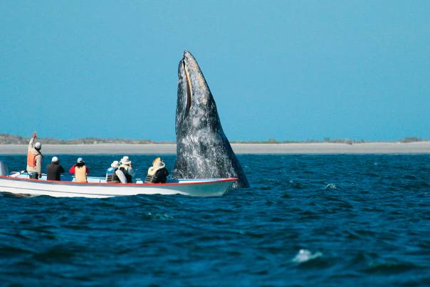 Avistamiento de ballena gris en la Laguna de San Ignacio en Baja California Sur