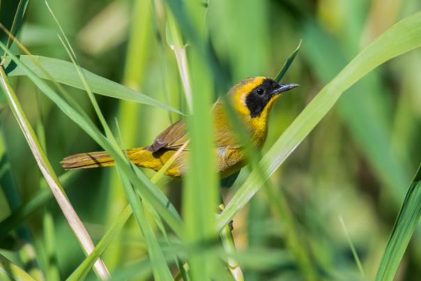 Mascarita Peninsular - Javierl Alcalá Santoyo