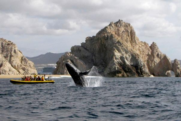 ballena saltando frente a bote turístico en los cabos