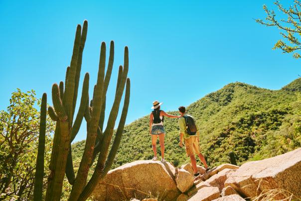 Two hikers overlook the lush green mountains of Sierra de la Laguna in Los Cabos next to a towering cardon cactus.