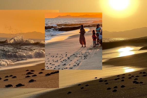 Dozens of baby sea turtle hatchlings crawling across a sandy beach toward the ocean waves under a warm golden sunset.