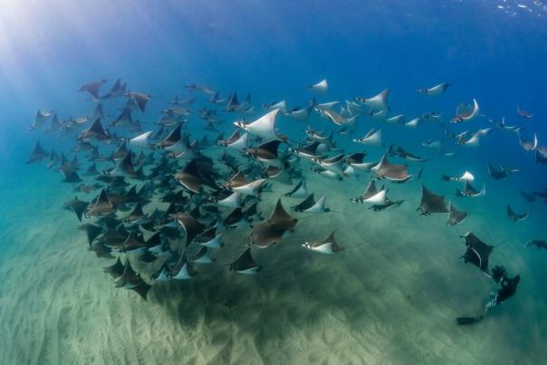 Actividades acuáticas para disfrutar el avistamiento de rayas