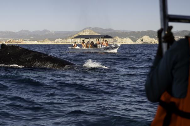 personal de proyecto cetaceo avistando ballena en cabo san lucas