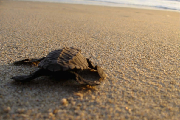 Turtle