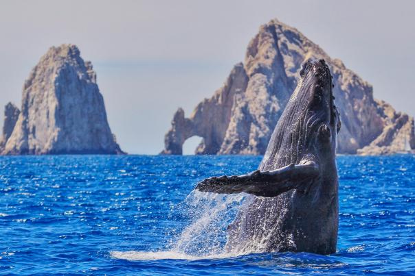 whale in the arch