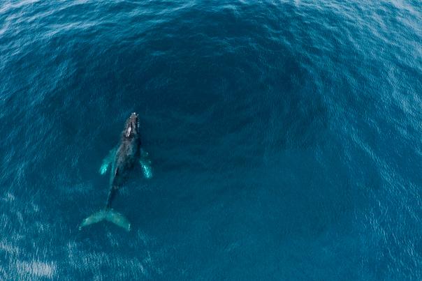 Whales 1