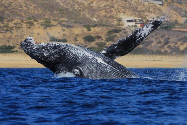 fotografía de ballena saliendo de la superficie del mar