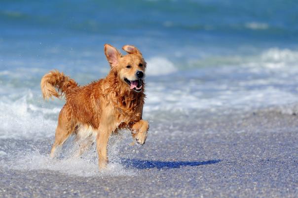 shutterstock_113703277