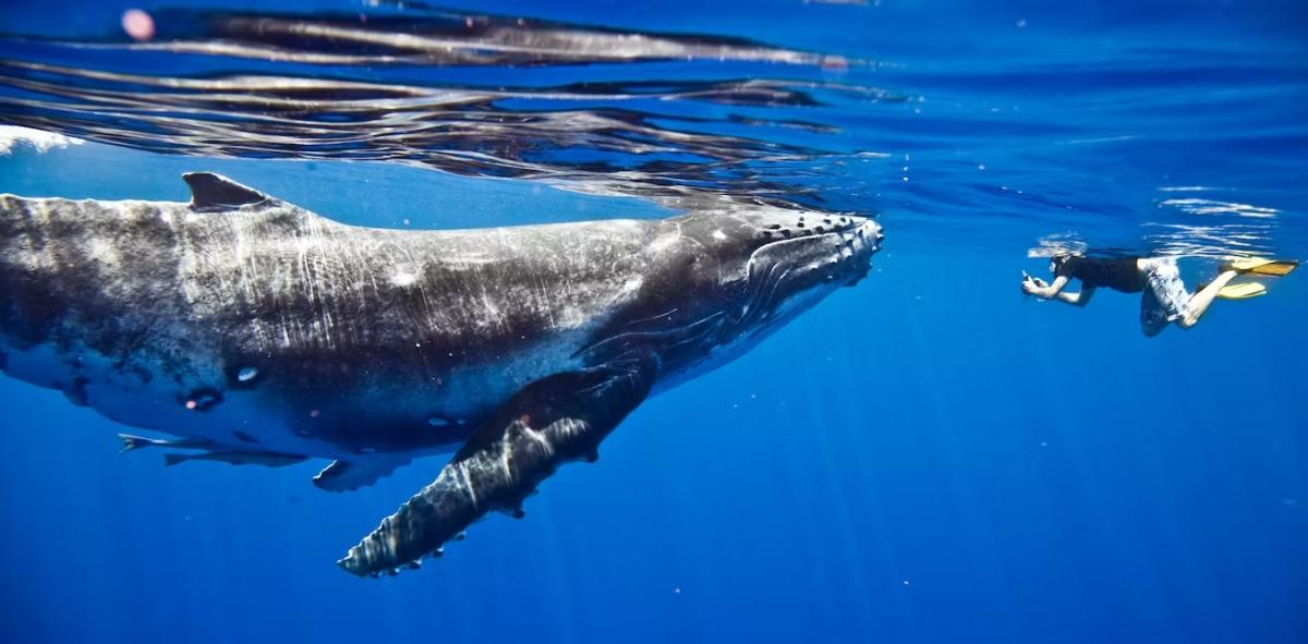 Whales 4