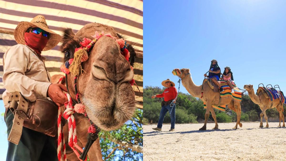 Visitors enjoy guided camel rides through the desert landscape at Wild Canyon Adventures in Los Cabos.