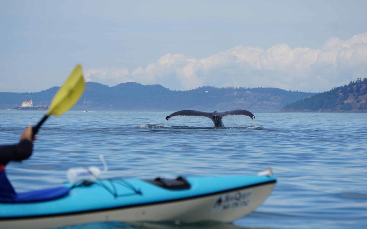 Whales 3