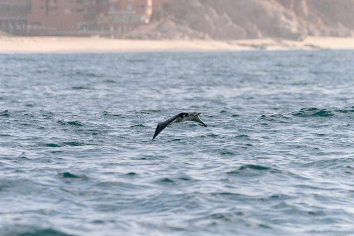 A mobula ray flies above the sea in Los Cabos