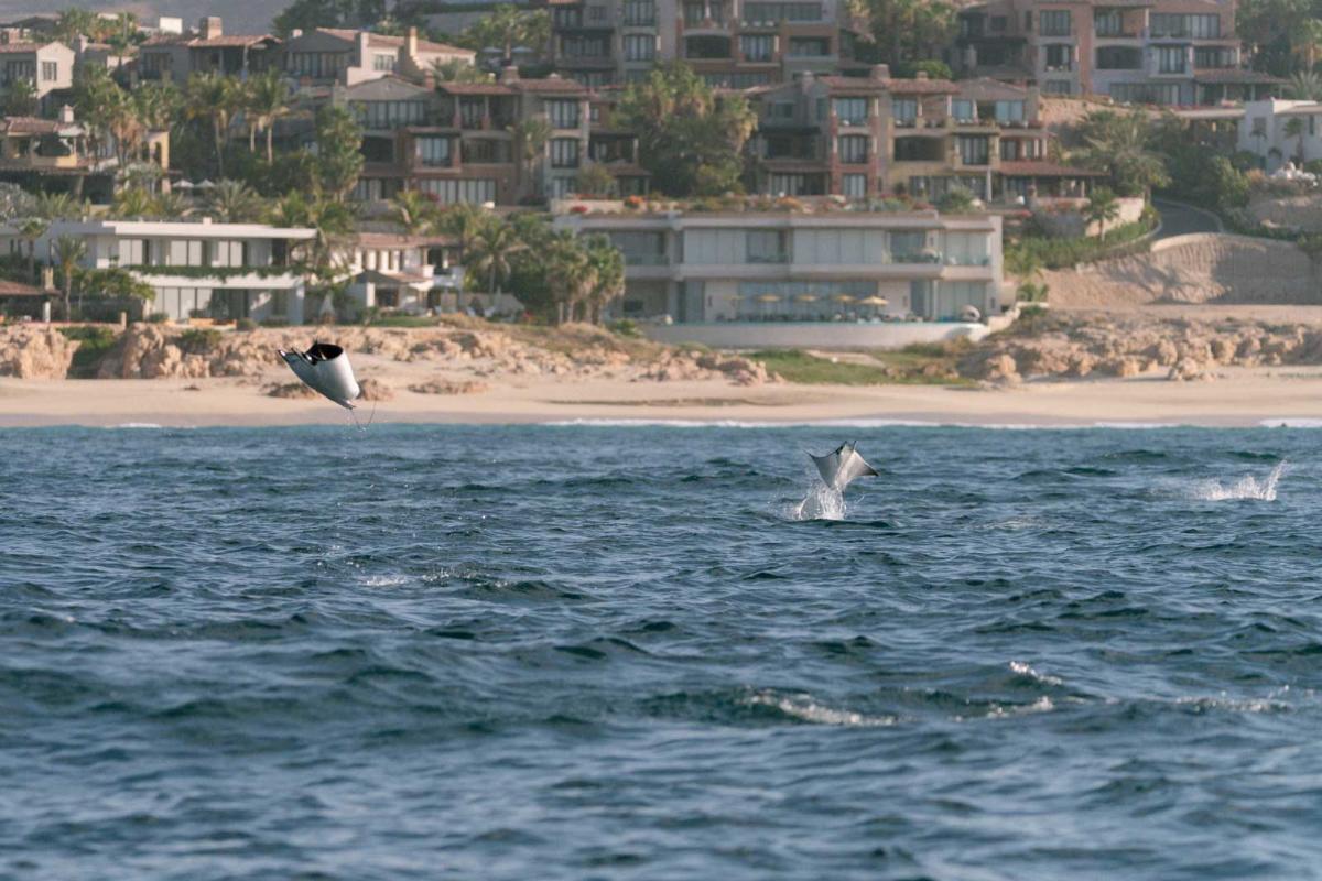 Three mobula rays fly out of the water with the shoreline and houses in the background