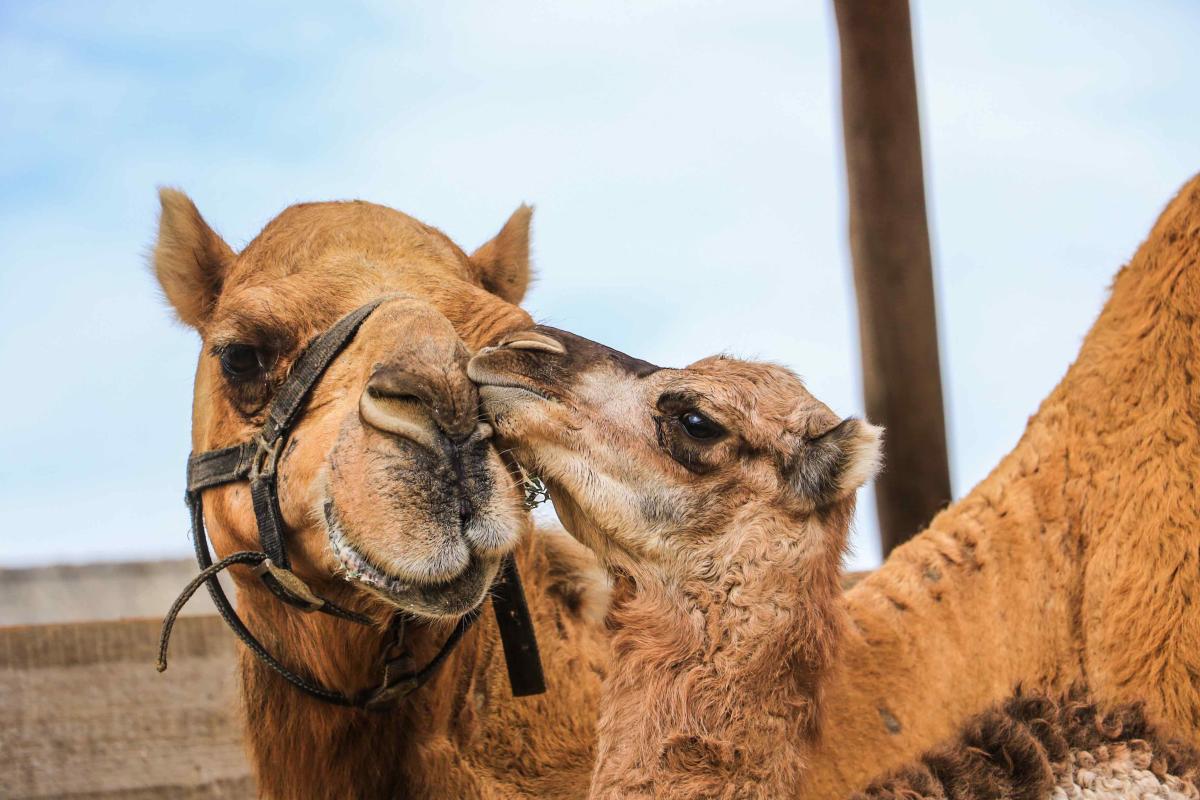Camellos