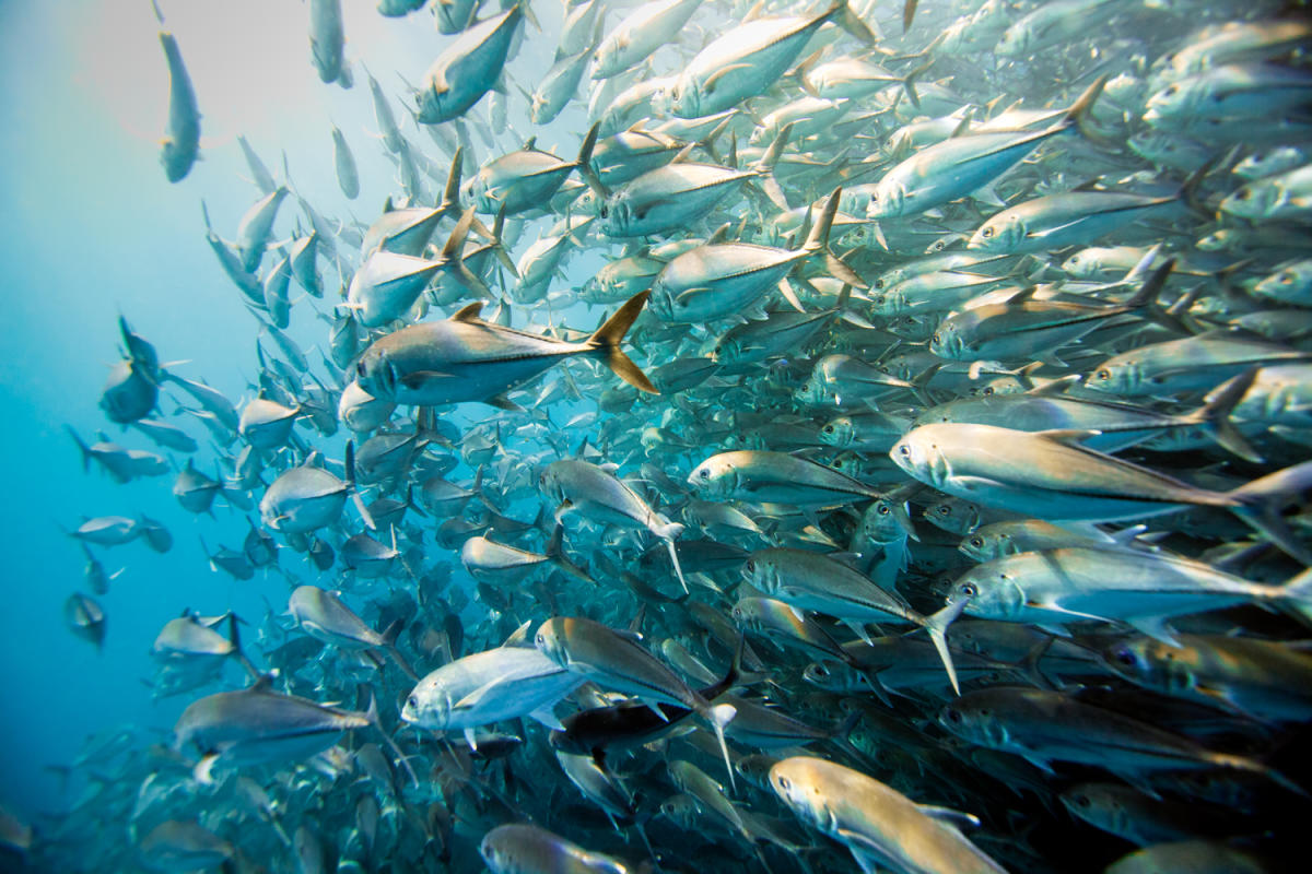 scuba cabo pulmo 2