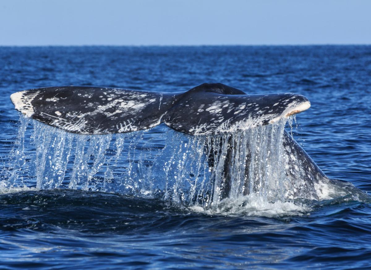 cola de ballena sobresaliendo del mar