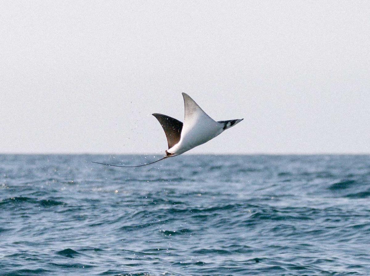 A mobula ray flies over the waves in Los Cabos