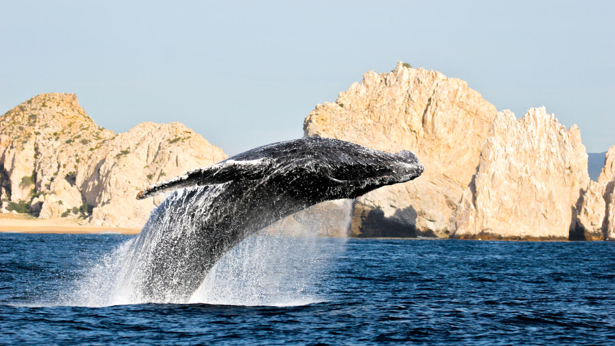 Cual es la mejor epoca para viajar a Los Cabos