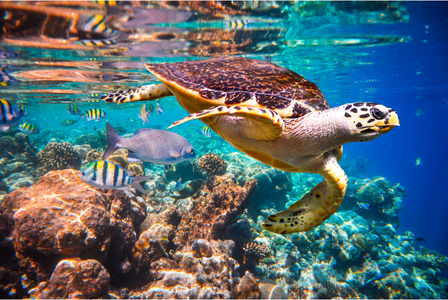 Cabo Pulmo Turtle.jpg