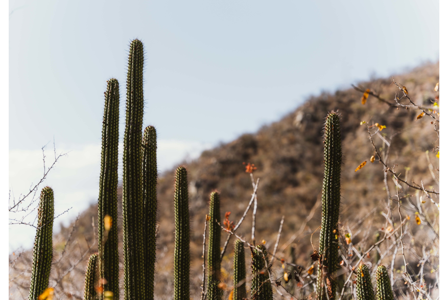 Cactus Desert.jpg
