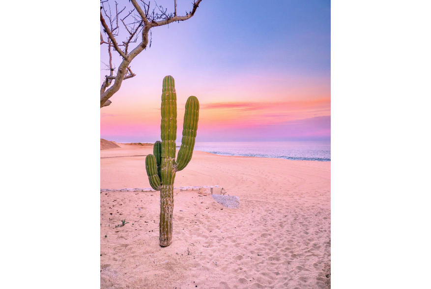 Cactus sunset.jpg