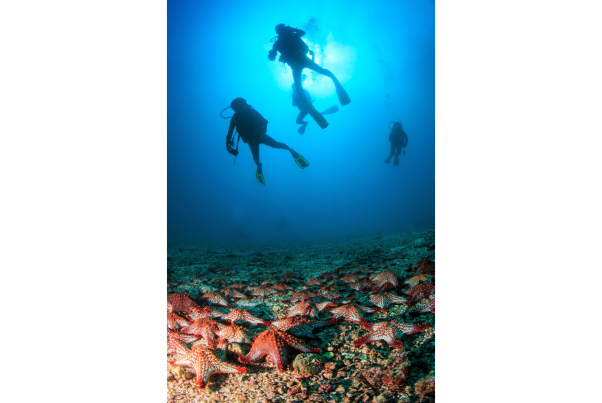 Diving.jpg