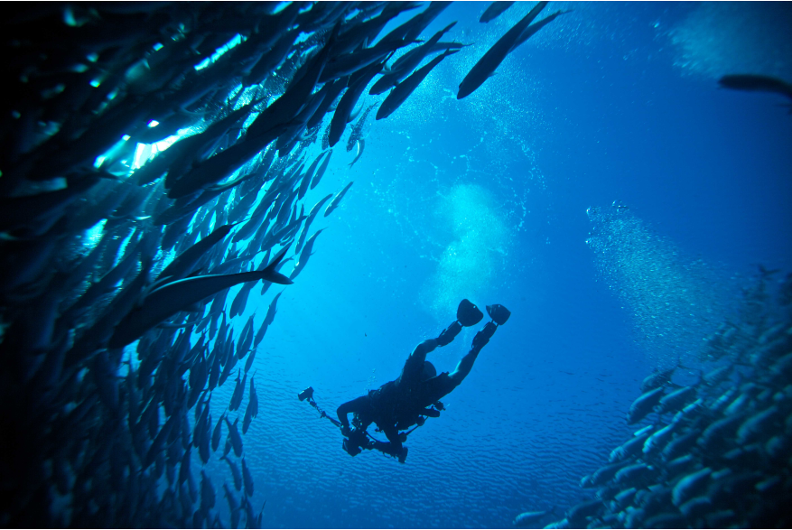 Diving Cabo San Lucas.jpg