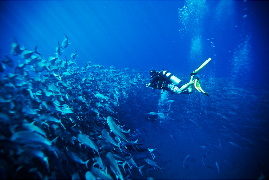 Los Cabos Diving.jpg