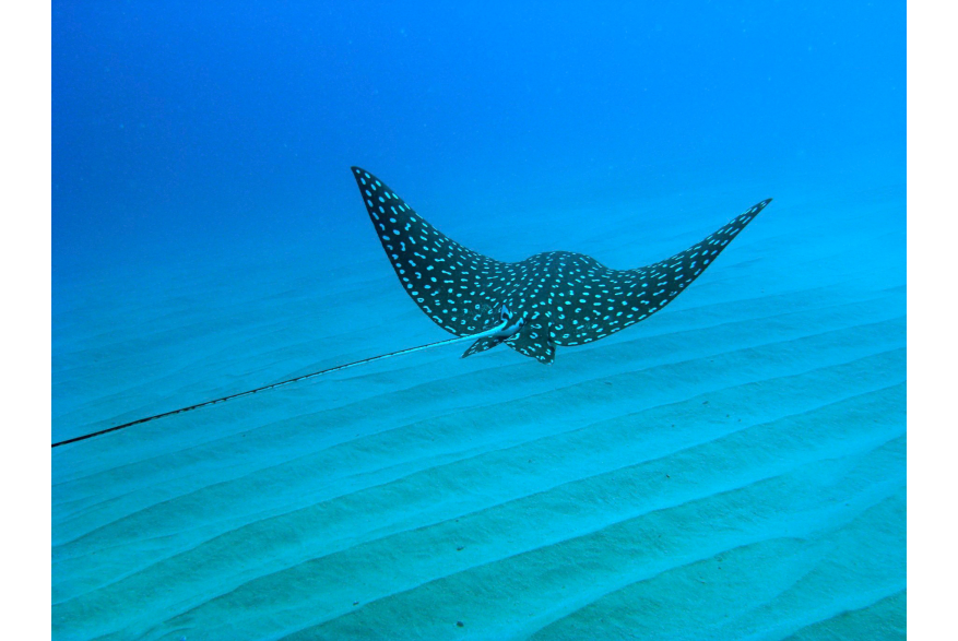 MANTA RAYA.jpg