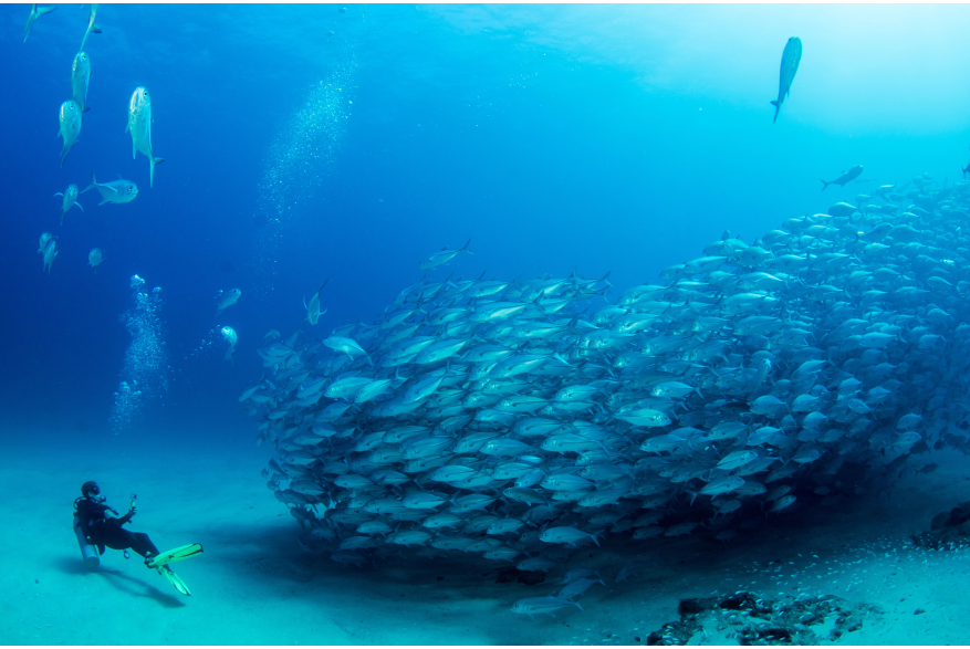 SCUBA DIVING.jpg