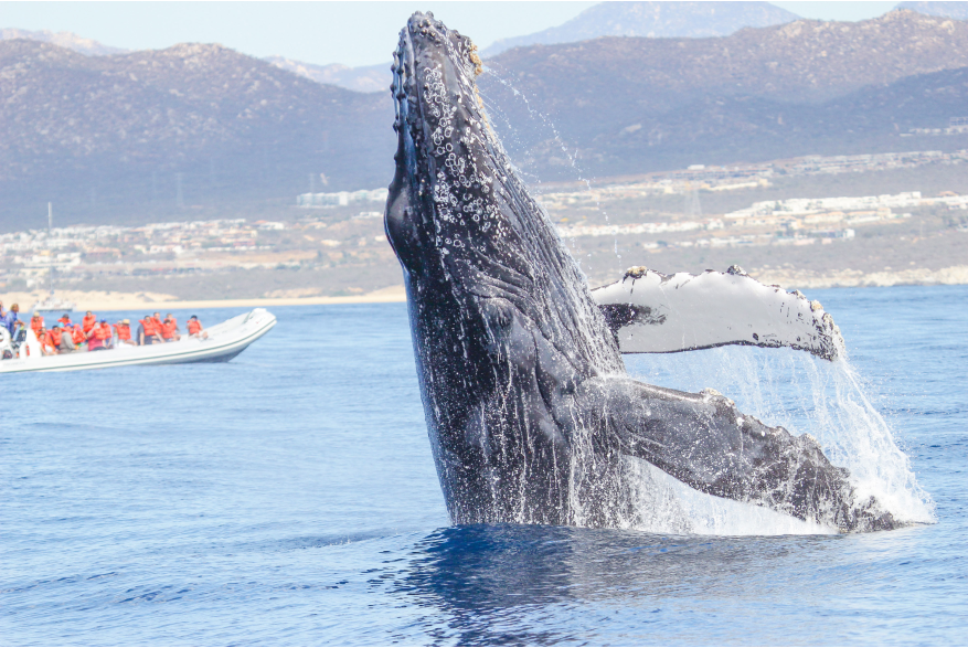 WHALE SAFARI 1.jpg