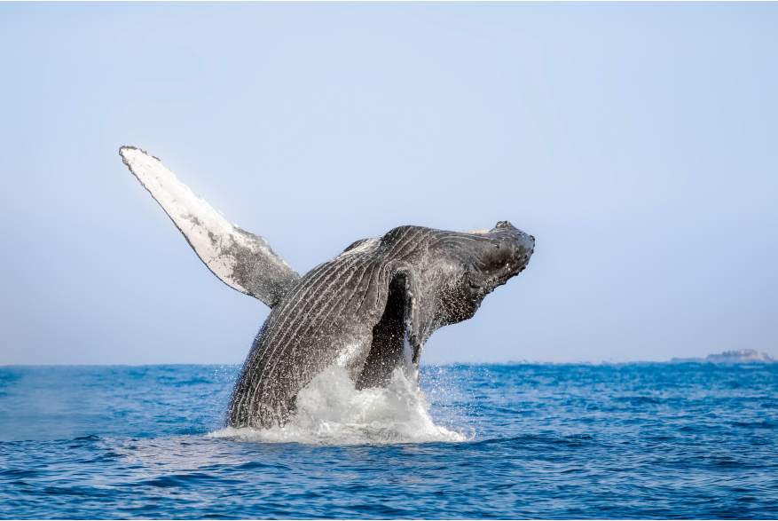 WHALE SEA SAFARI.jpg