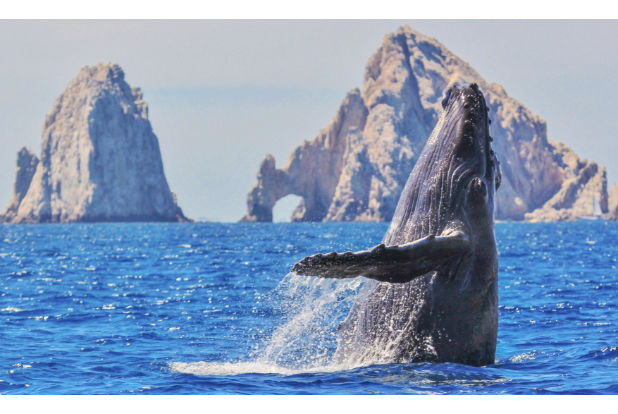 WHALE WATCHING ARCH.jpg