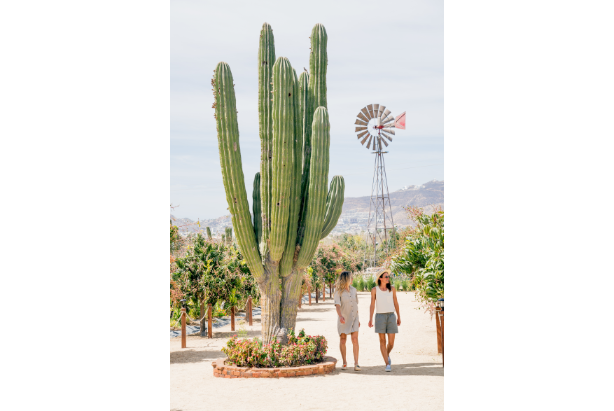 Walking - cactus.jpg