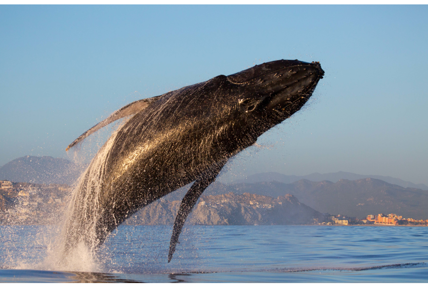 WhaleWatching.jpg