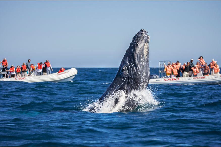 Whale.jpg