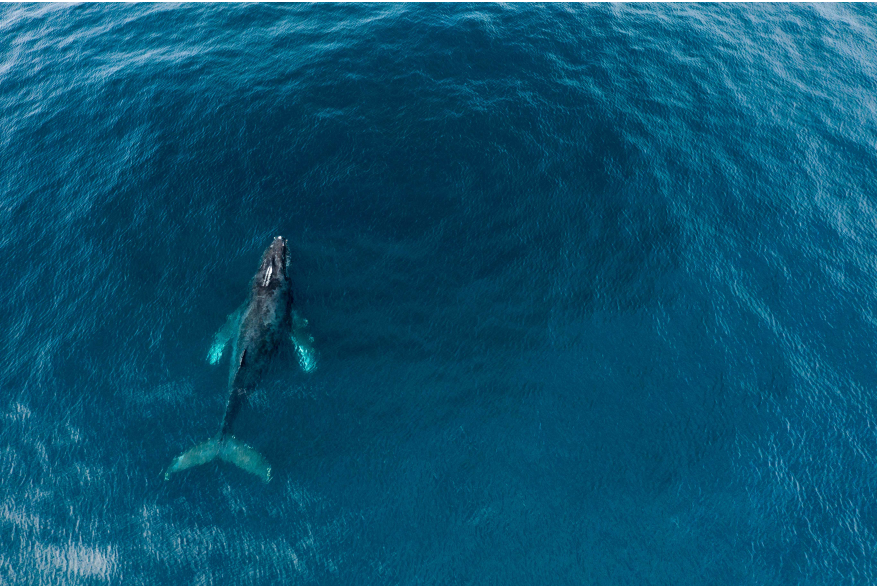 Whale Aereal.jpg