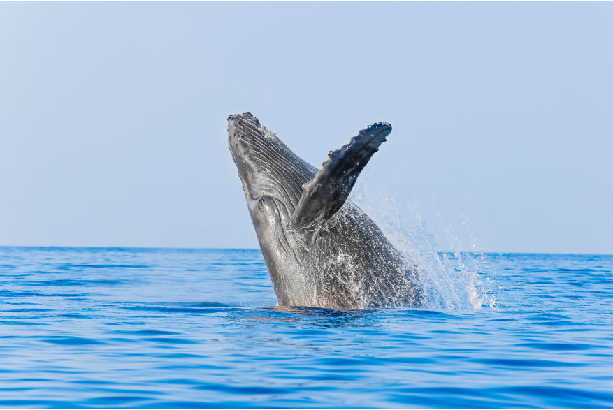 Whale Jump.jpg