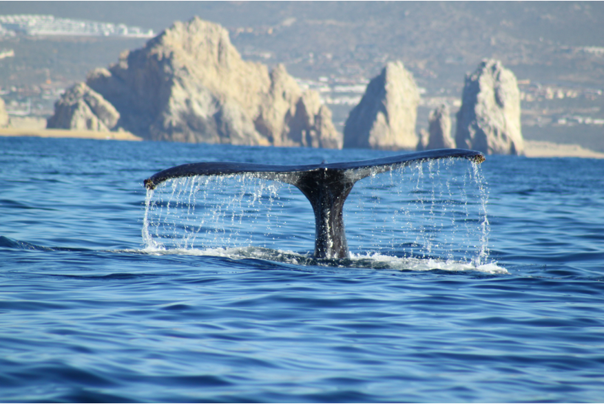 Whale Tail.jpg