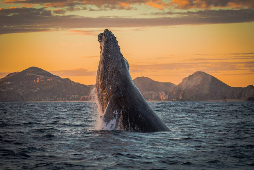 Whale Watching.jpg