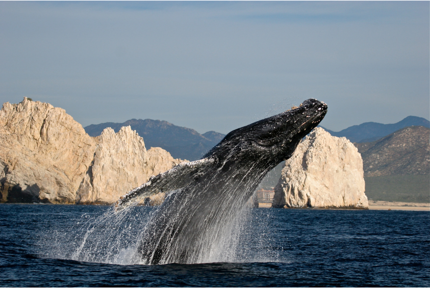 Whale Watching(1).jpg